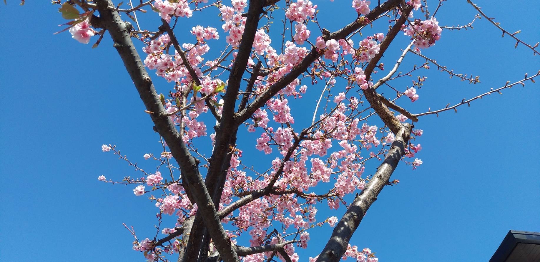 ｢桜｣